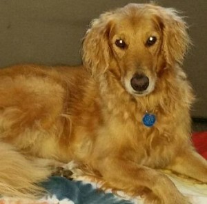 curly ears Cookie Nikki