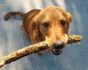 golden with stick in mouth