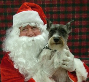 Santa with schnazer