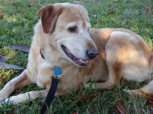Ginger Oprah - Golden Retriever Blend