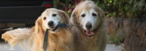 two goldens with one carrying the leash of the other one