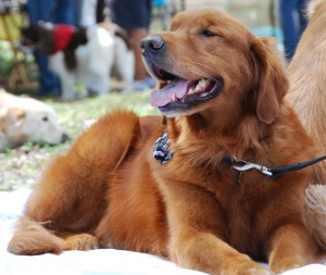 grrmf-reunion-2014-picnic-dogs_05