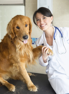 Vet holding a dog paw