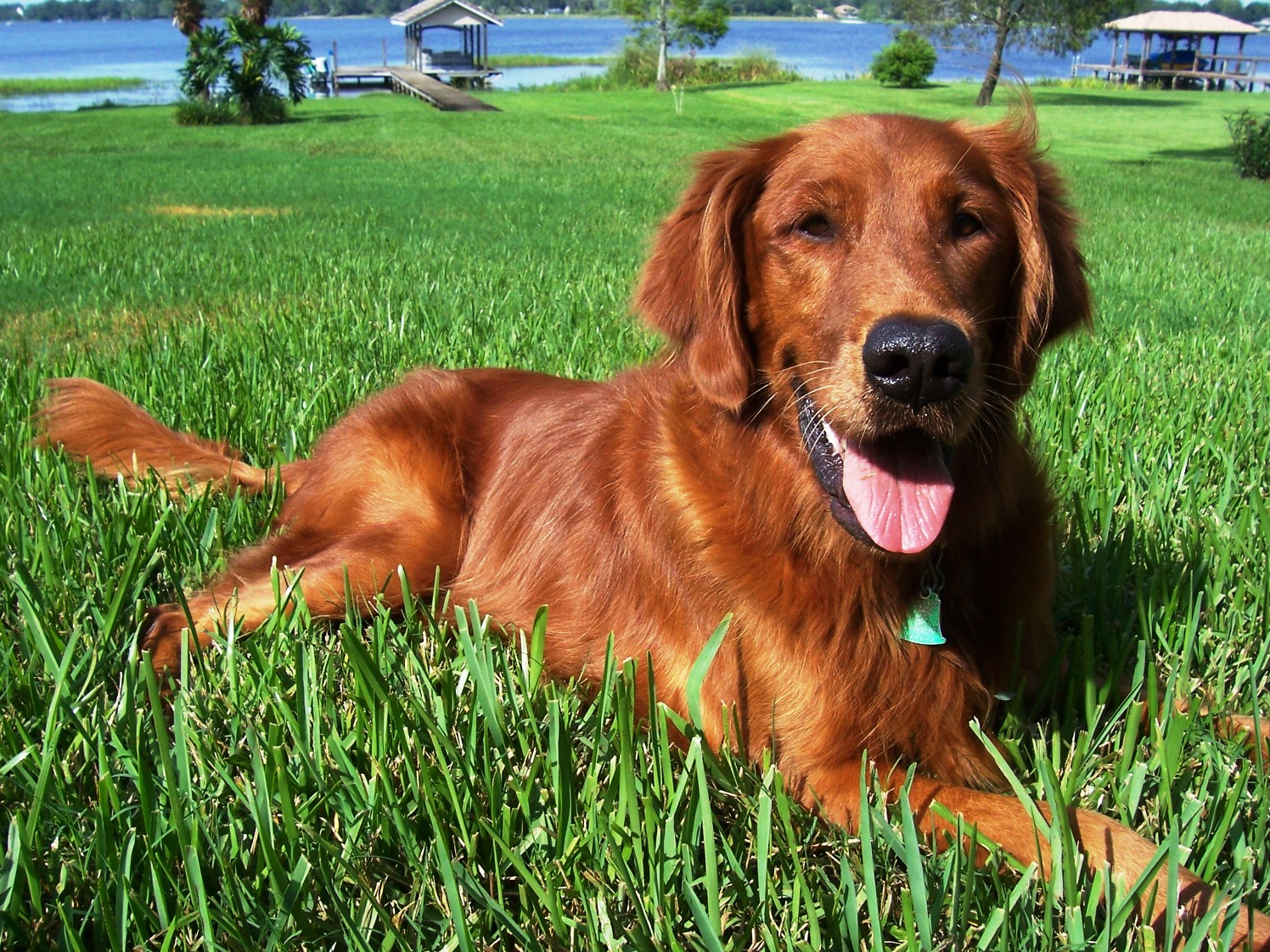 golden laying in green grass with dock in background