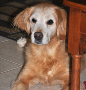golden named Promise