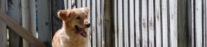 young golden running along a fence