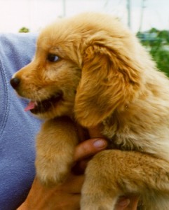 Golden puppy