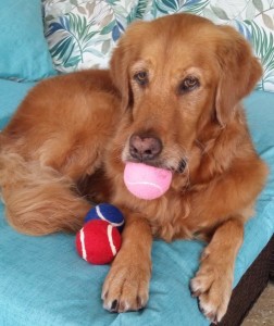 dog with tennis balls