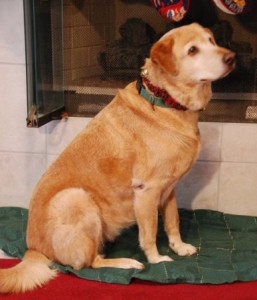 dog in front of fireplace