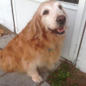 photo of a senior golden