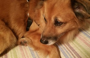 foster mikey