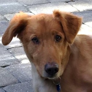 golden mix marley