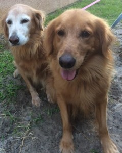 picture of bonded pair dora and diego