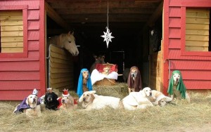 Goldens in a manger scene