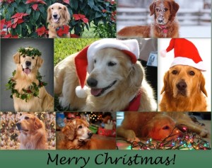 Christmas collage of goldens