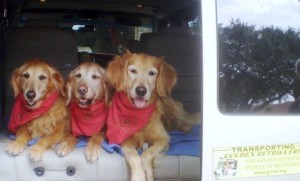 3 goldens in the back of a car being transported