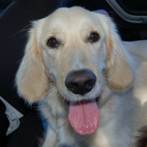 golden girl Lucy