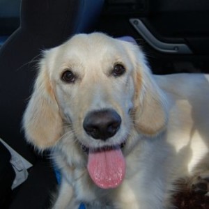 golden girl Lucy