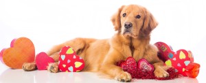 A beautiful Golden Retriever Dog laying down in Valentine's Day decorations.
