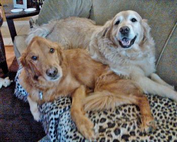 Senior girl Savannah with golden girl Pumpkin