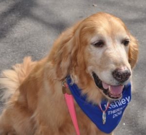 Ashley Therapy dog