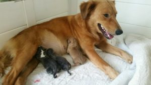 Honey and pups 2 small