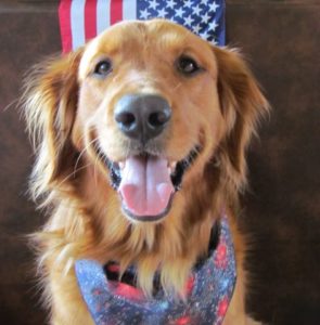 Memorial day dog small pic 2016