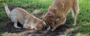 Rowe dogs digging training