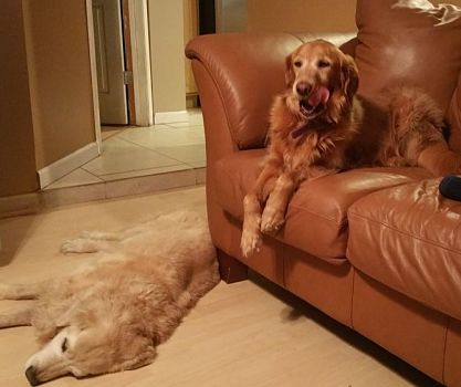 Goldens Hope and Max adopted