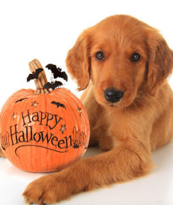 Cute Halloween puppy with a pumpkin.
