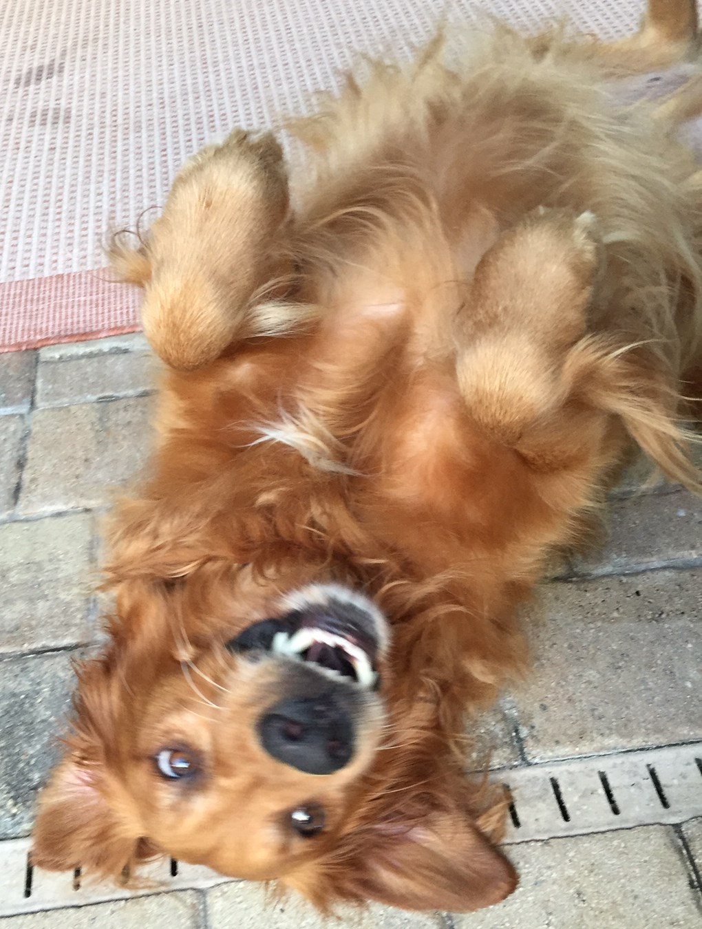 theesonupsidedown Golden Retriever Rescue of Mid Florida