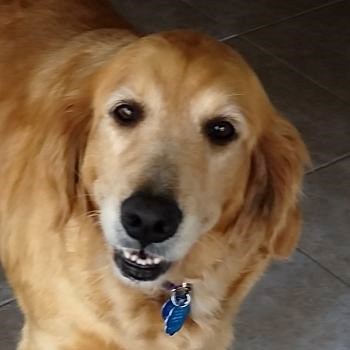 golden huggs golden retriever rescue adopt a golden yankee golden retriever rescue inc autos post golden huggs golden retriever rescue adopt a golden yankee golden retriever rescue inc autos post