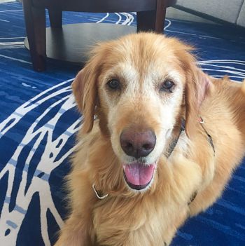 Auburn sales golden retriever