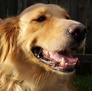 golden retriever rescue canada golden retriever rescue of mid florida inc autos post golden retriever rescue canada golden retriever rescue of mid florida inc autos post