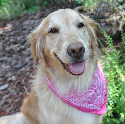 Zoie Participates In Mast Cell Cancer Study Golden Retriever Rescue Of Mid Florida