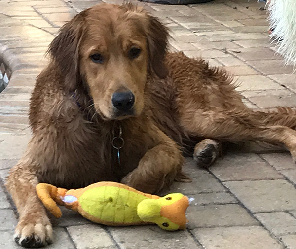 3679RolandOrmondBFP Golden Retriever Rescue of Mid Florida