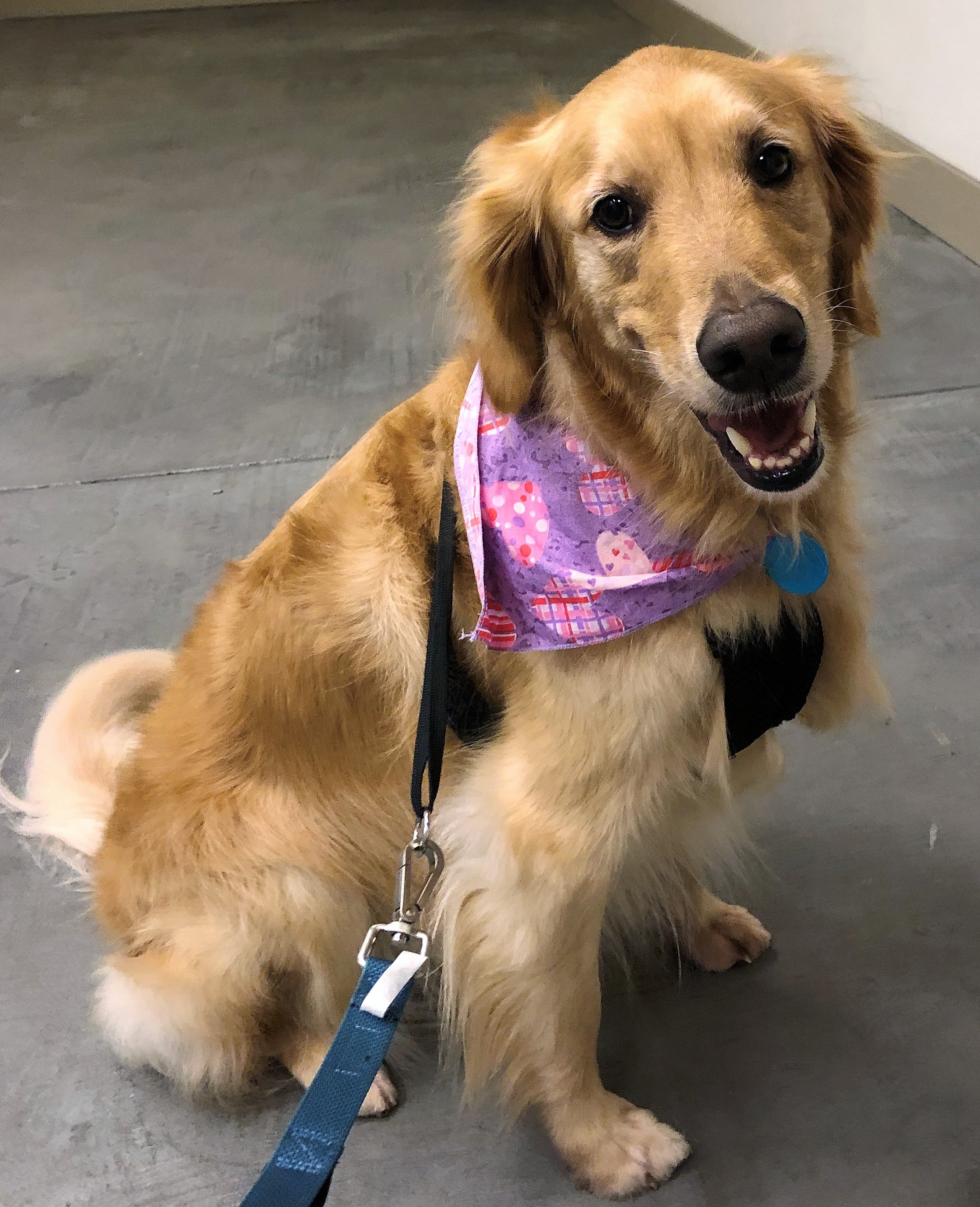 3711MilesFabianEFP Golden Retriever Rescue of Mid Florida