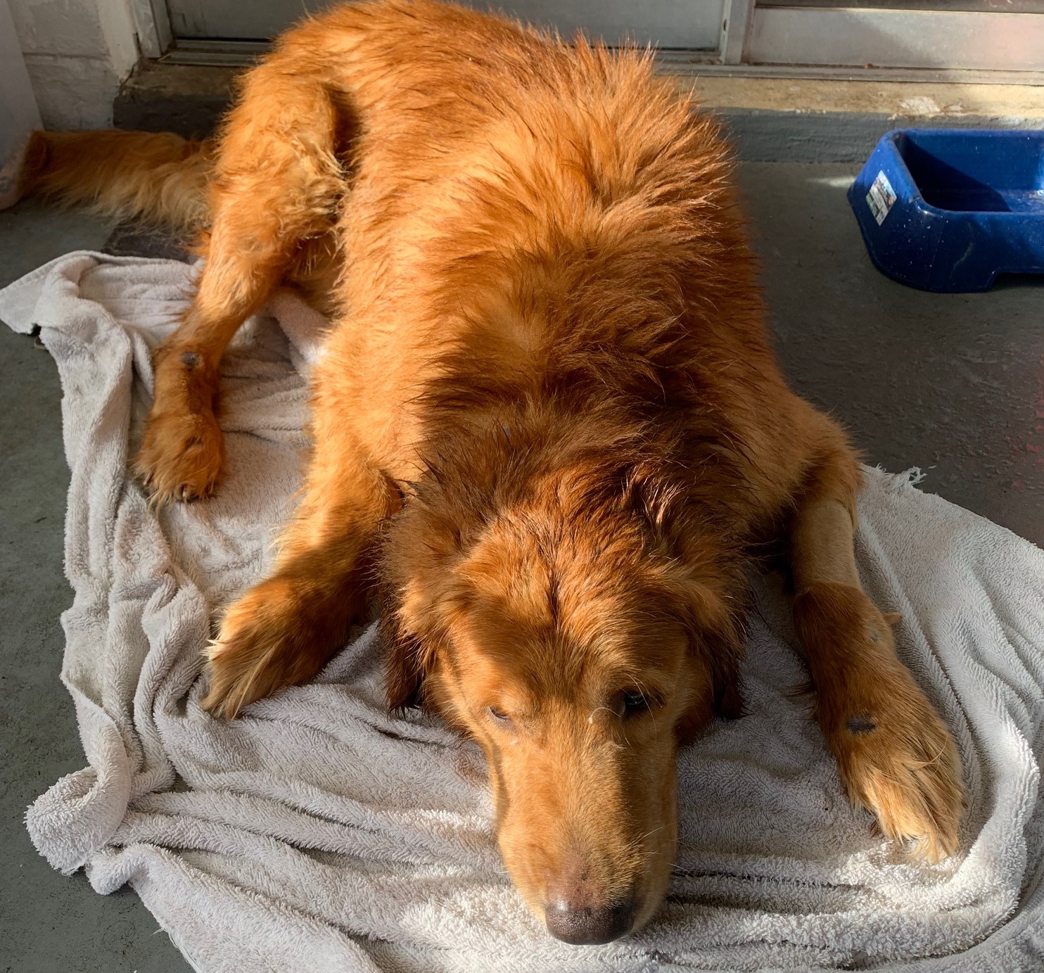 Lincoln Jingle 3752EFP Golden Retriever Rescue of Mid Florida