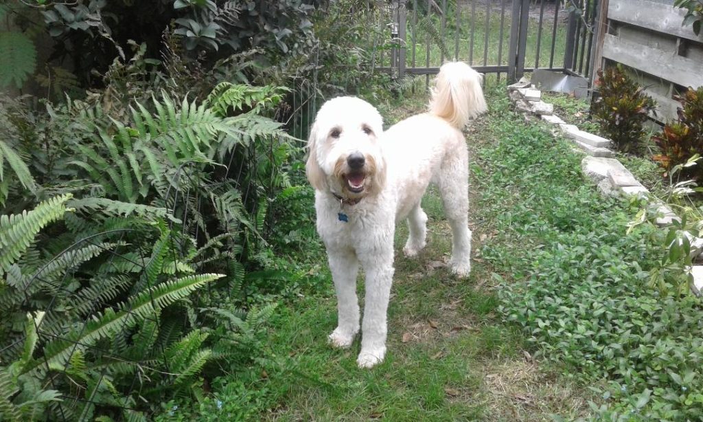 3800CooperDavid AFb Golden Retriever Rescue of Mid Florida