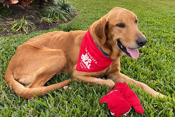 3806LawerenceJonnieAFP - Golden Retriever Rescue of Mid ...