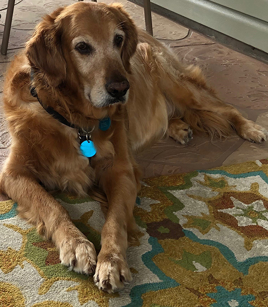 3815SampsonFinleyCFP Golden Retriever Rescue of Mid Florida