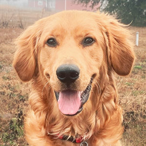 Close-up of golden retriever wearing a black harness sits in a dry grassy field, facing the camera with tongue out.
