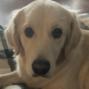 Close-up of a golden retriever puppy with cream fur, soulful dark eyes, and a black nose resting on a couch, conveying a gentle, calm mood.