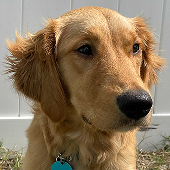 Lilith Fay #3905 - Golden Retriever Rescue of Mid Florida