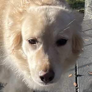 Close-up Fluffy cream-colored dog stands on a sunlit deck, looking toward the camera.