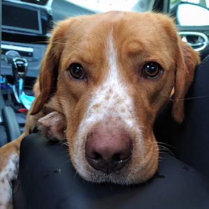 Close-up portrait of a brown-and-white dog resting its head on a black surface in car.