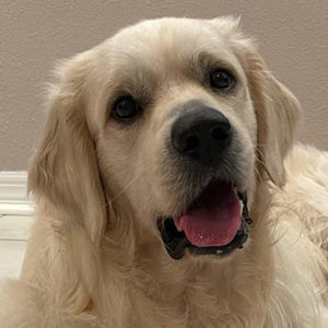 Headshot of Simba.