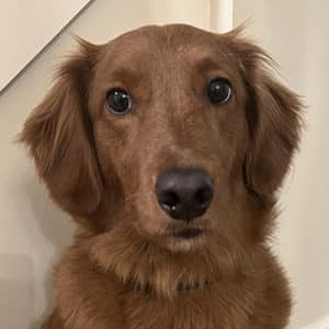 Headshot of a retriever.