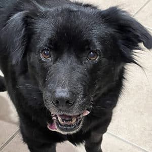 Headshot of a black retriever mix.