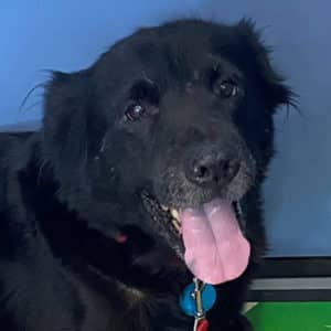 Headshot of a retriever mix.